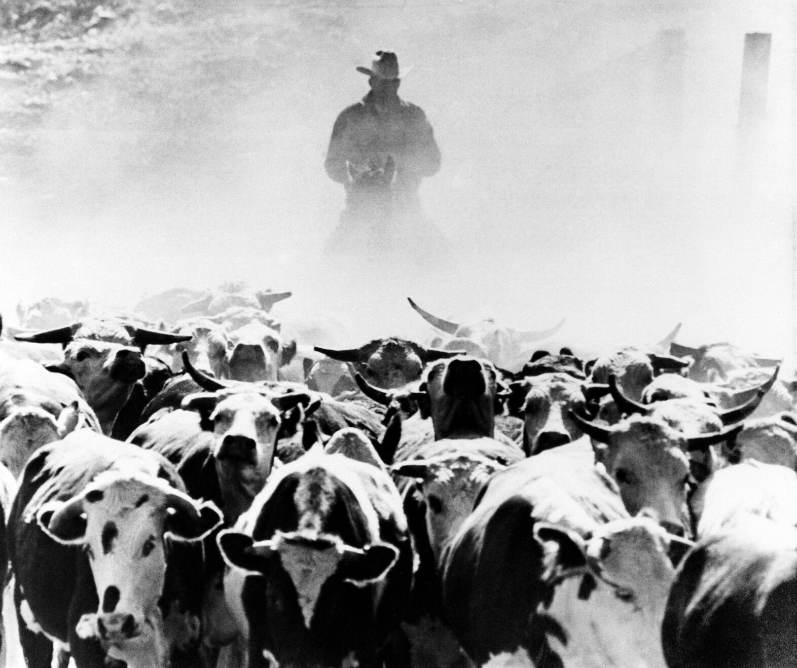 Cattle